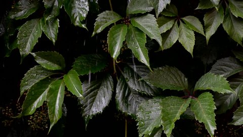 ヤインベタル リーフブッシュの緑の葉 植物園のピパー サルメントスム ロクスブの成長 タイ料理の材料 医薬品や野菜の用途など 複数の葉の接写 限定フォーカス の動画素材 ロイヤリティフリー Shutterstock