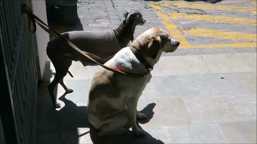 Two dogs on leash waiting patiently at market entrance in sunny Tarifa, Andalusia