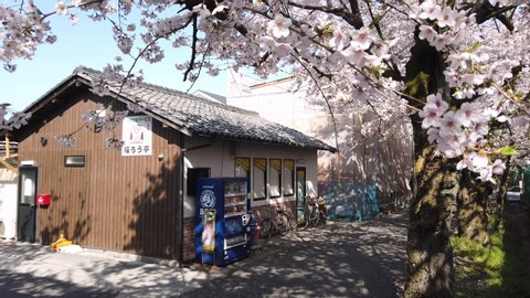 Koka, Shiga / Japan - 04 09 2019: Koka, Shiga Prefecture, Japan April 9th, 2019- A pan shot of a row of cherry blossom trees on a narrow japanese road