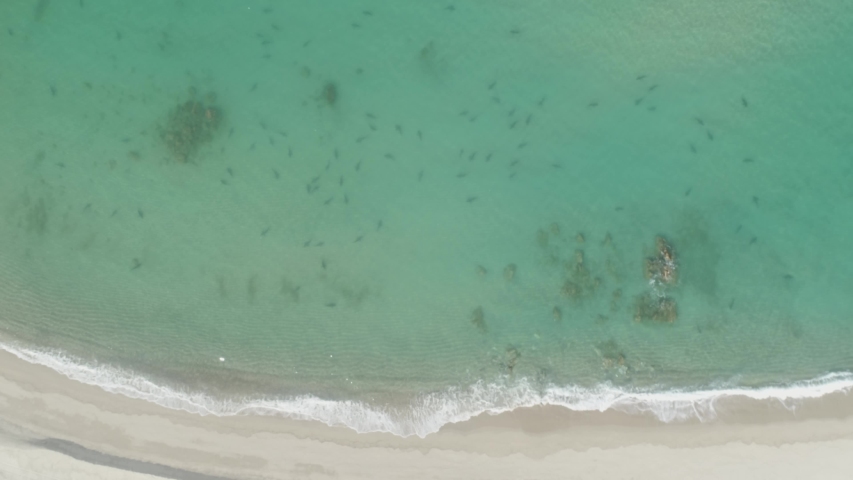 Aerial view of a Bull Shark (Carcharhinus leucas). reefs of the Sea of Cortez, Pacific ocean. Cabo Pulmo, Baja California Sur, Mexico. The world's aquarium. | Shutterstock HD Video #1034084717
