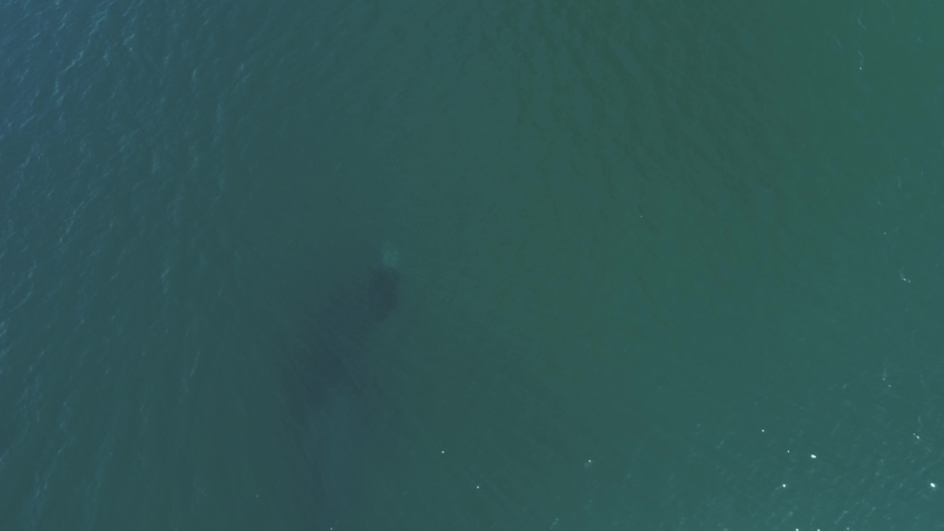 Humpback whale with calf, mexico.