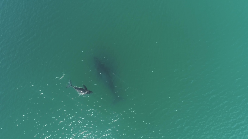 Humpback whale with calf, mexico.