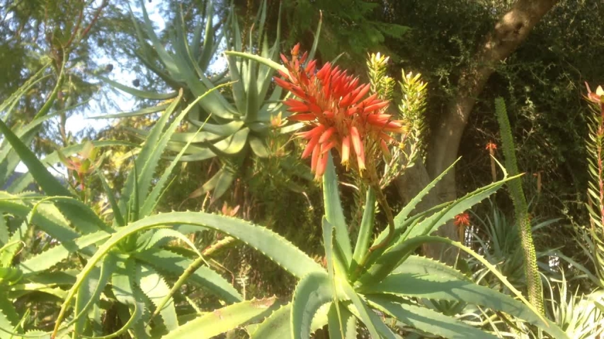 Candelabra aloe (Aloe arborescens) is a drought resistant plant for a water wise garden during a water crisis or shortage. Widely grown in gardens in water scarce South Africa.