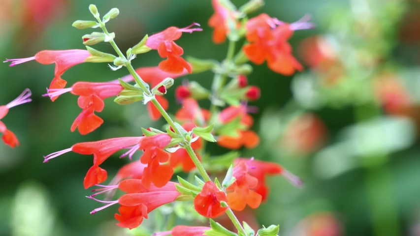 salvia fulgens cardinal sage mexican scarlet Stock Footage Video (100% ...