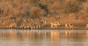 Herd of plains zebras (Equus burchelli) drinking water in early morning light, Kruger National Park, South Africa