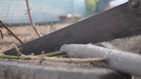 man worker sawing sawing a tree branch with his hands. hand work hacksaw man sawing wood lifestyle close-up slow-motion video