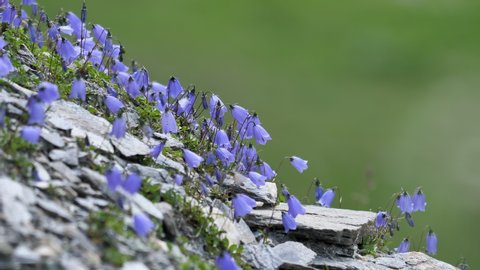 Closeup of bellflower campanula at Lac de Moiry near Grimentz in the Swiss Alps. CH Switzerland. 22nd July 2019