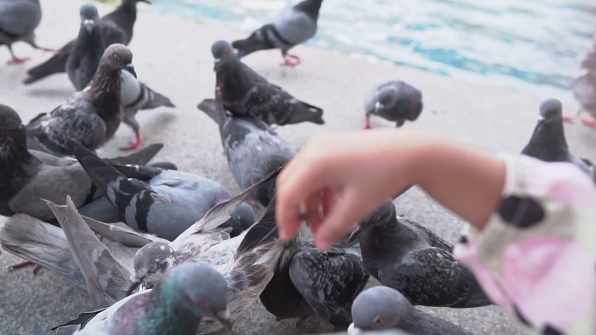 Pigeons in the park are eating food from people.