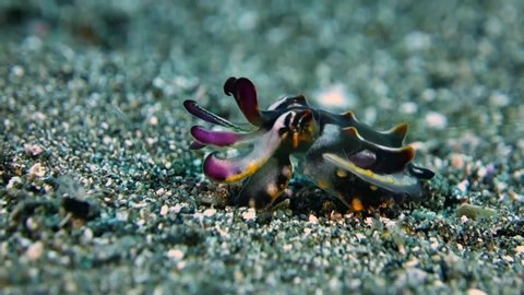 Close-up. Pfeffer's flamboyant cuttlefish is actively walking on gray sand. Her body changes colors. Philippines. Anilao.