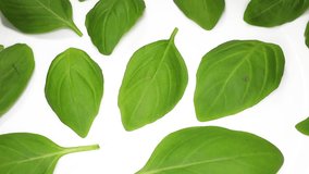 Basils basil leaf leaves closeup texture rotating video background