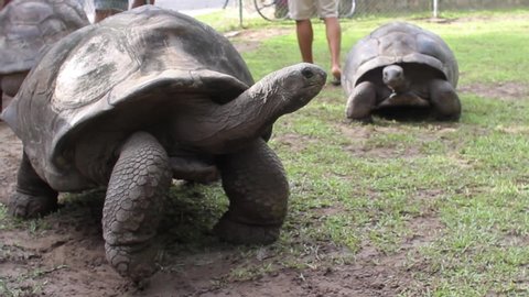 
seychelles turtle walks in nature