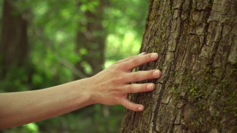 A woman's hand lightly touches a beautiful tree in slow motion.