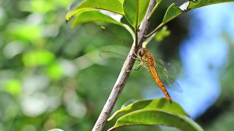 yellow dragonfly sitting on greenleaf
