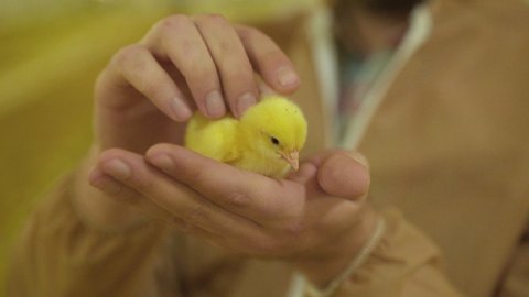 The farmer caresses little chicken in hands at camera. 4K