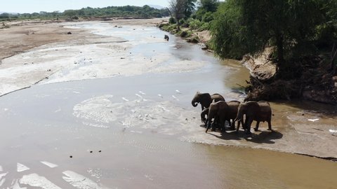 Elephant family unit arrive at water after long migration across Kenya hot landscape, Aerial view