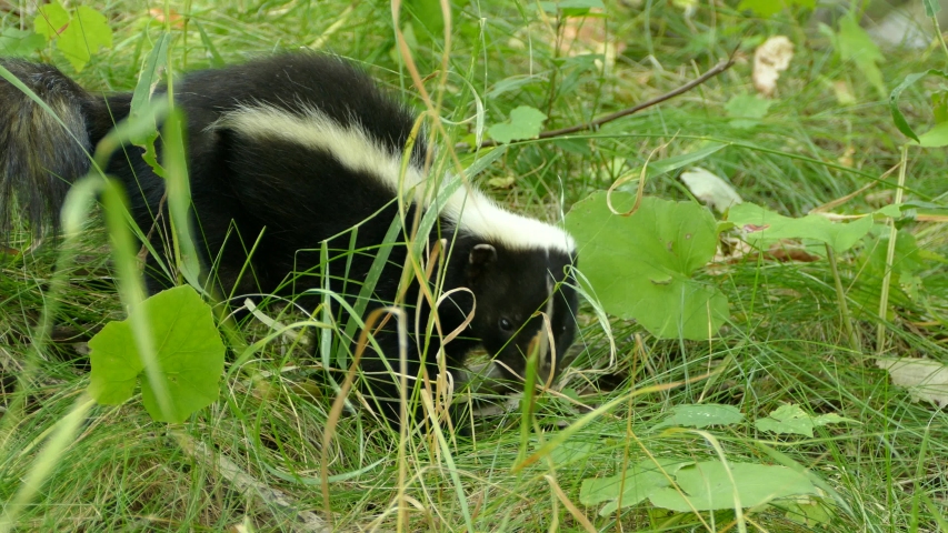 Skunk in the forest image - Free stock photo - Public Domain photo ...