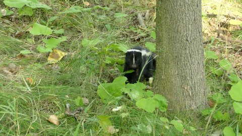 Skunk advancing towards prey before starting to chew on it