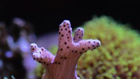 brown pink finger leather coral time lapse