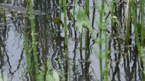 Sagittaria sagittifolia (arrowhead) grow in forest river stream. Full HD video 50 fps