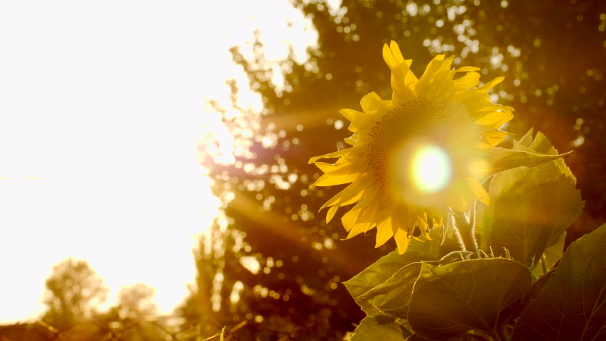 Red Decorative Sunflower with Light Stock Footage Video (100% Royalty ...