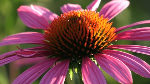 Close up shot of a coneflower ( Echinacea purpurea ) with spikey green cone brightened with orange tips