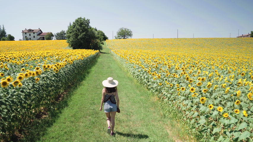A girl with a straw hat walking in a sunflower field from behind in Salsomaggiore Terme countryside. Camera follows the girl. 4k.