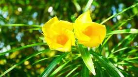 Beautiful Yellow elders or Trumpet flower blooming in the green Nature Background, close-up Video 4k Footage Clip