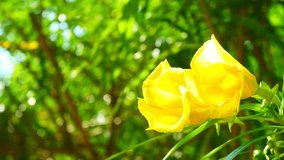 Beautiful Yellow elders or Trumpet flower blooming in the green Nature Background, close-up Video 4k Footage Clip