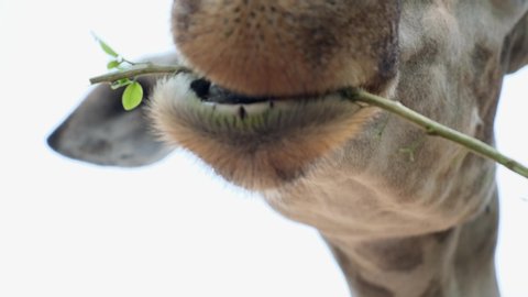 Cute Giraffe making sceptical faces while chewing food. The concept of animals in the zoo