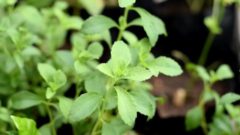 Stevia tree plant in the herb garden
