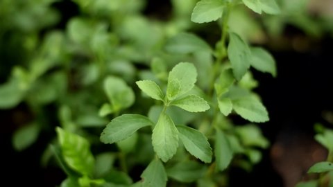 Stevia tree plant in the herb garden