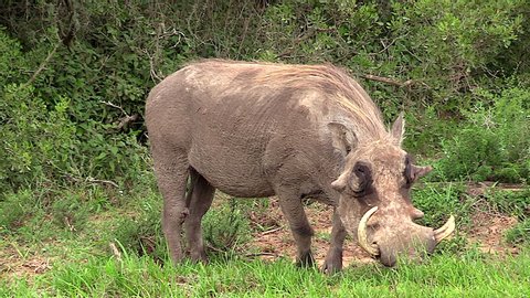 An old warthog feeding on grass in Africa