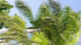 Vertical video of beautiful palm trees in 4K slow motion 60fps