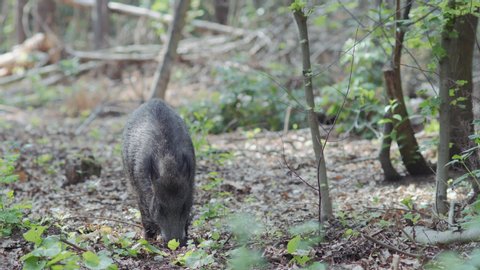Female wild boar wagging its tail while searching for food with its snout in the soft forest soil covered with dry fallen leaves.