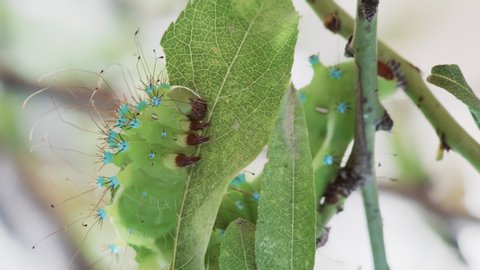Macro shot of a huge bright green caterpillar of the giant peacock moth, Saturnia Pyri, the largest European species,devouring an almond leaf in real time, on a tree twig in Greece.