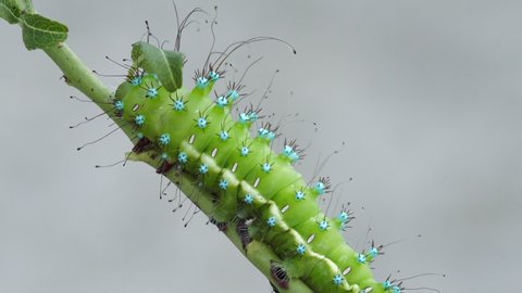 Macro shot of a fat green caterpillar of the giant peacock moth, Saturnia Pyri, walking on an almond tree twig in Greece, carrying poisonous liquid bubbles, visible on its spiny rear tubercules.