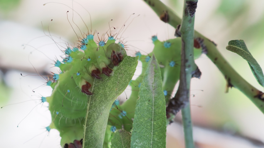 Caterpillar feeding on a fresh almond leaf, fattening for its transformation to a giant peacock moth, Saturnia Pyri, the largest European species.