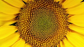 Yellow Sunflower Head Blooming in Time Lapse - Powered by Shutterstock - Get 15% off with code: PIKWIZARD15