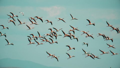 Wild flamingos sail through the air over Spain. Amazing large pink birds in flight. Slow motion, tracking view of nature in action.