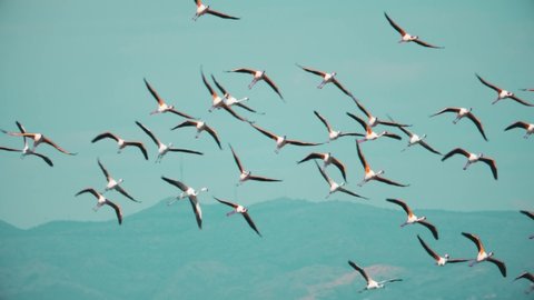 Long legs and necks of wild pink flamingos seen in slow motion as they fly. Cinematic slow motion 4k footage of lesser flamingos in flight.