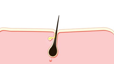 Hair growth. anagen is the growth phase; catagen is the regressing phase; and telogen, the resting or quiescent phase. 2d animation