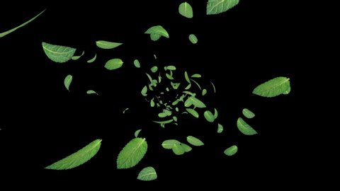 3D animation of a mint leaves flow with matte