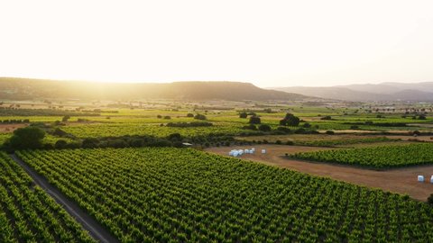 Wineyards fields near Avdimou village. Limassol District, Cyprus