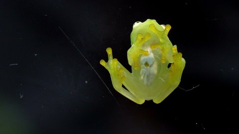 Fleischmann's glass frog body anatomy bottom view. Hyalinobatrachium fleischmanni, the Fleischmann's glass frog or northern glass frog, is a species of frog in the family Centrolenidae.