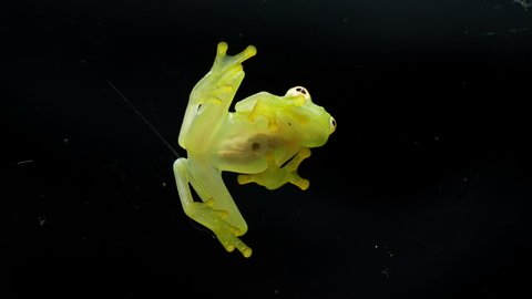 Fleischmann's glass frog body anatomy bottom view. Hyalinobatrachium fleischmanni, the Fleischmann's glass frog or northern glass frog, is a species of frog in the family Centrolenidae.