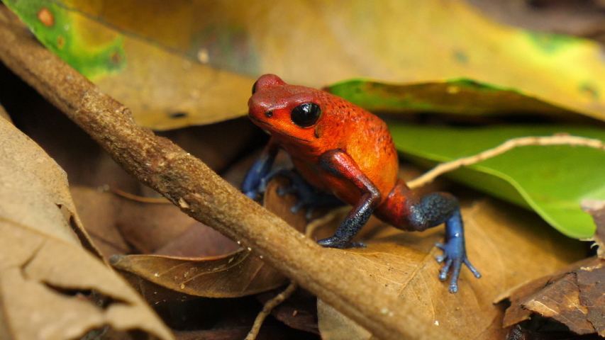 Blue jeans poison dart frog in its natural habitat in the Caribbean. Poisonous dart frog in the Caribbean forest. These amphibians are known as dart frogs.