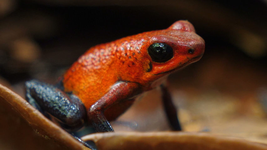 Red Arrow poison dart frog image - Free stock photo - Public Domain ...