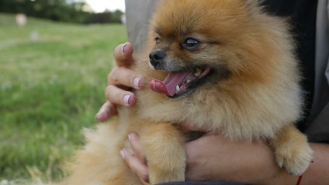 Happy dog owner time. Adorable smiling Pomeranian spitz enjoying petting owner woman hand. Video footage