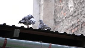 two pigeons sit on the roof and clean feathers, at the end of the video fly out of the frame. old abandoned roof, covered with slate, lying on wooden beams