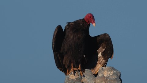 Chilean Vulture Sitting On A Rock, Drying Itself. This clip is available in different gradings - This is the neutral grade.
